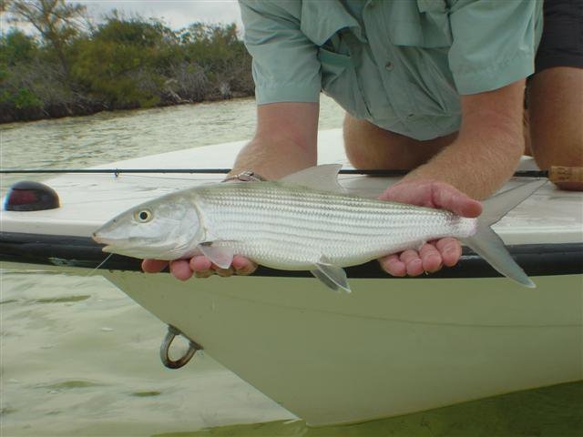 Cópia Bonefish 